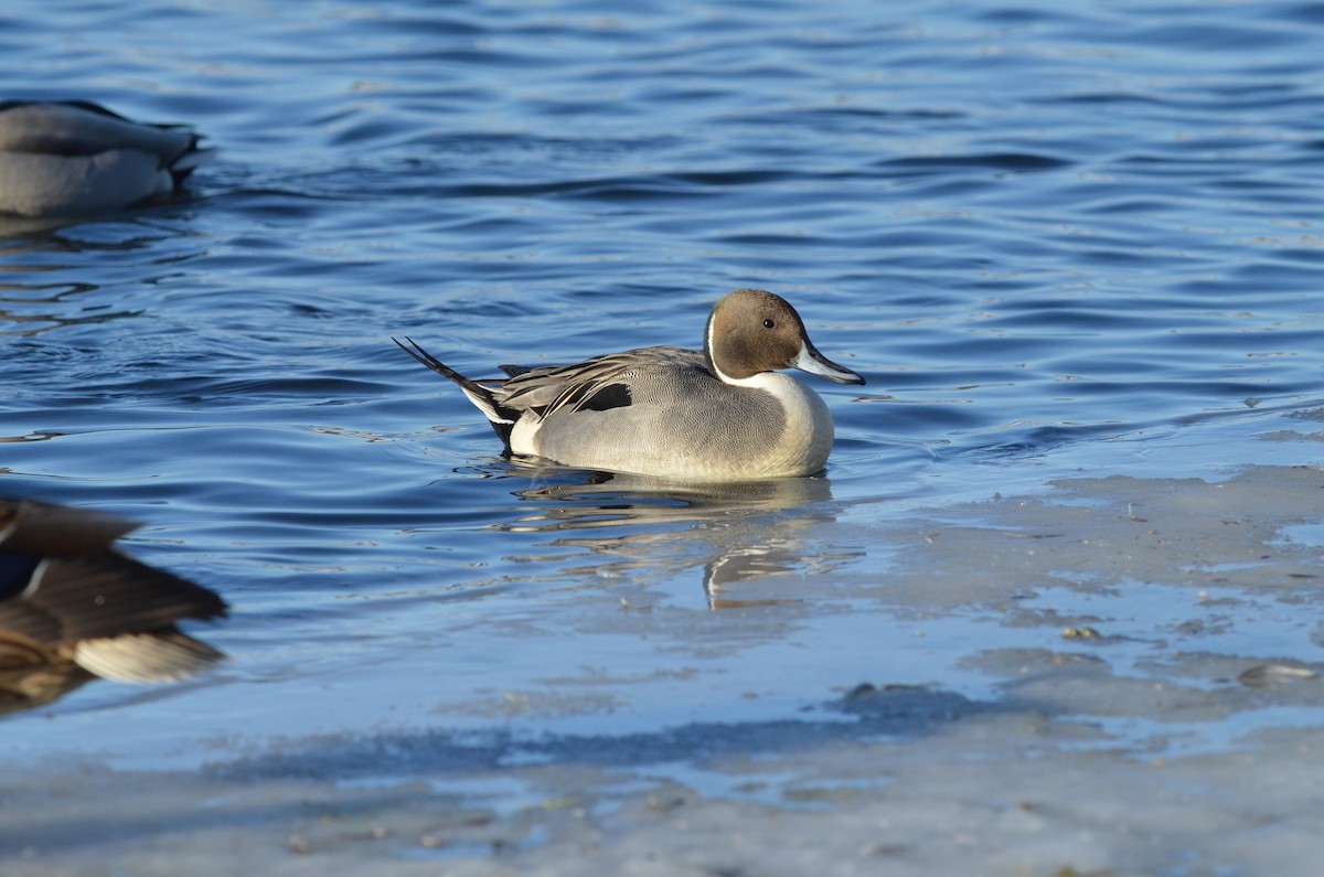 Northern Pintail - Henrique  Pacheco