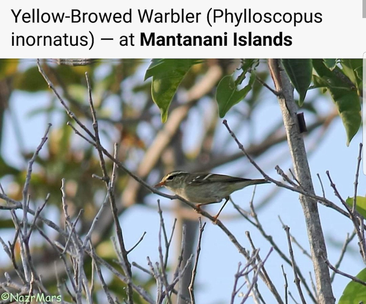 Yellow-browed Warbler - ML189998251