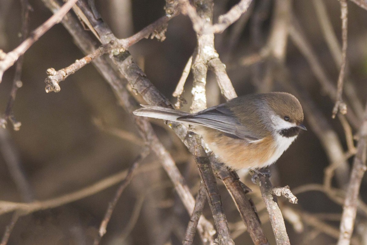 Boreal Chickadee - Mitch (Michel) Doucet