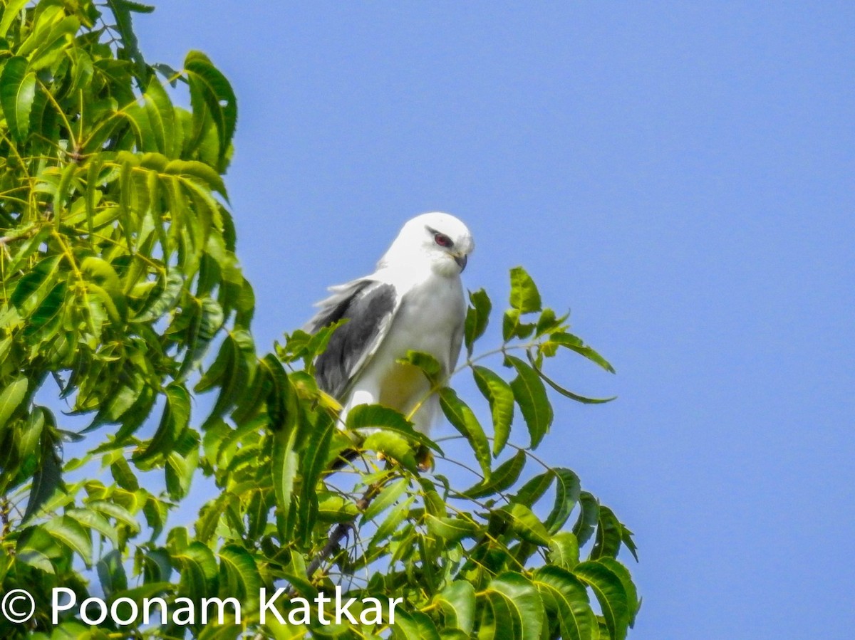 Black-winged Kite - Poonam Katkar