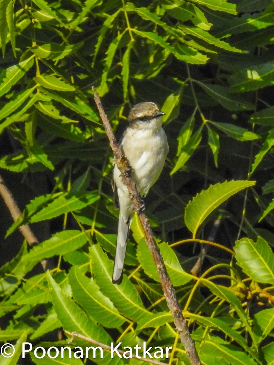 White-bellied Minivet - ML190007391