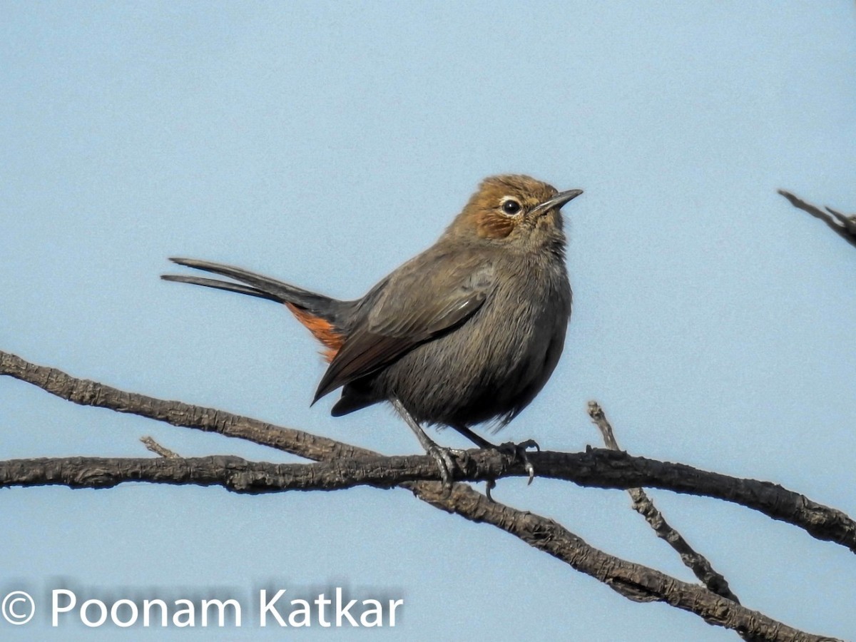 Indian Robin - Poonam Katkar