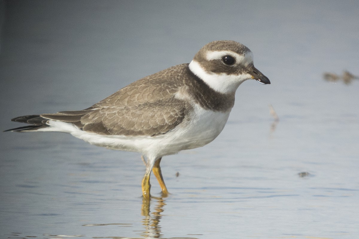 Common Ringed Plover - ML190009651