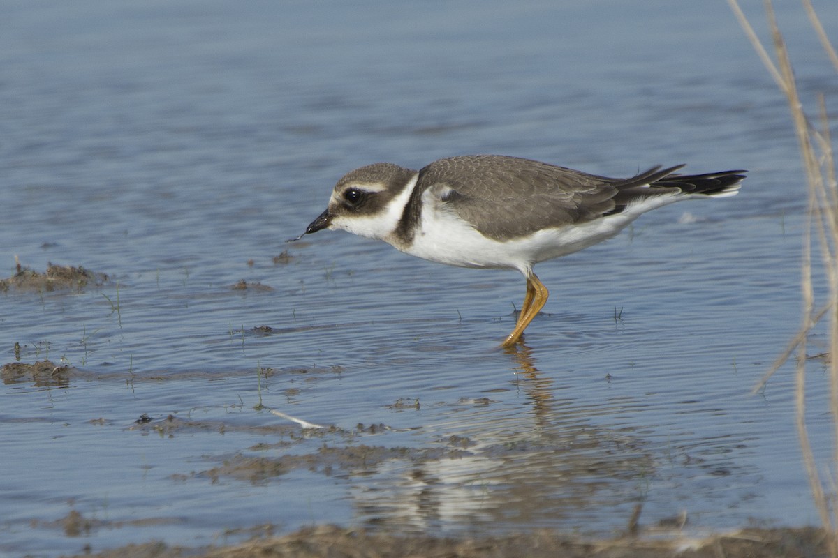 Common Ringed Plover - ML190009801