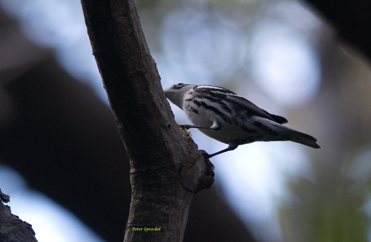 Black-and-white Warbler - ML190016201