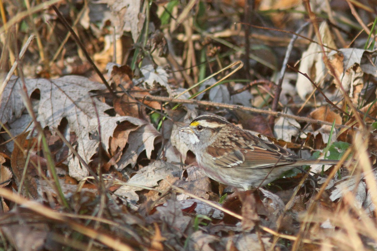 White-throated Sparrow - Larry Therrien