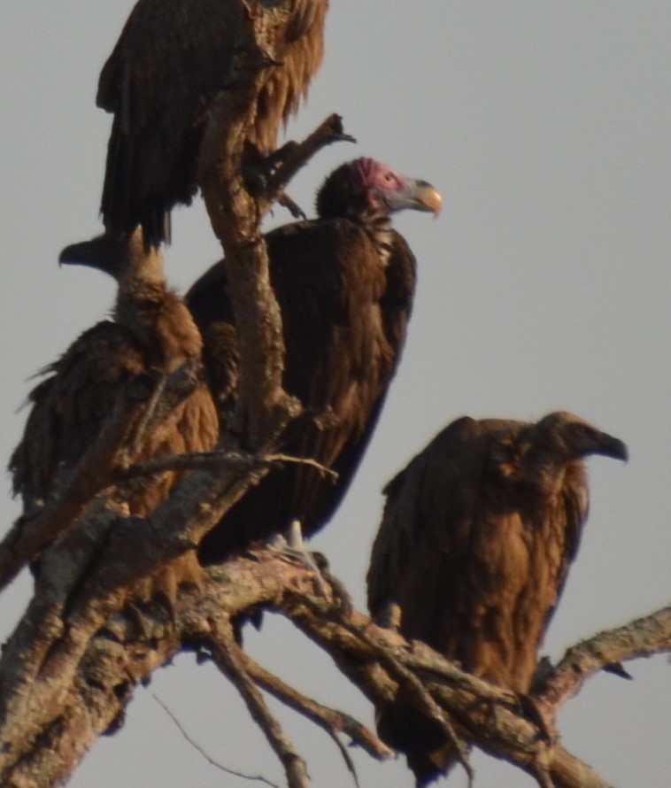 Lappet-faced Vulture - ML190016971