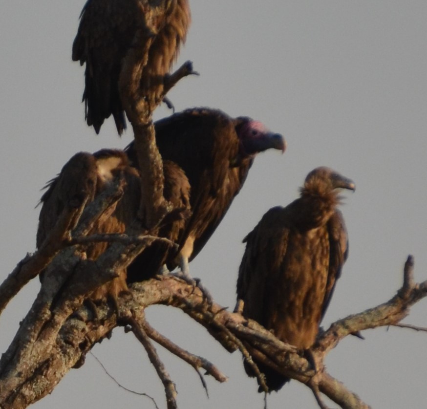 Lappet-faced Vulture - ML190017271