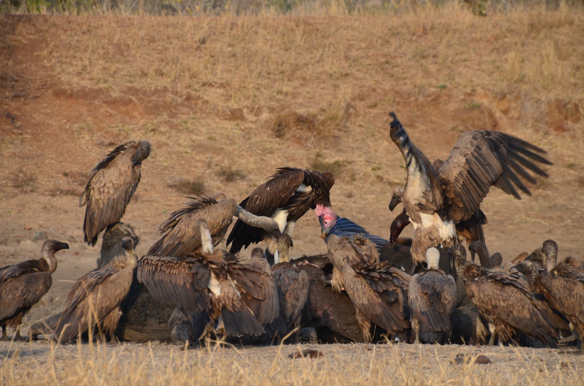 Lappet-faced Vulture - ML190018551