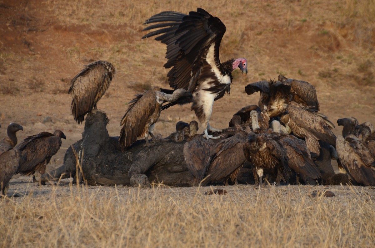 Lappet-faced Vulture - ML190018631