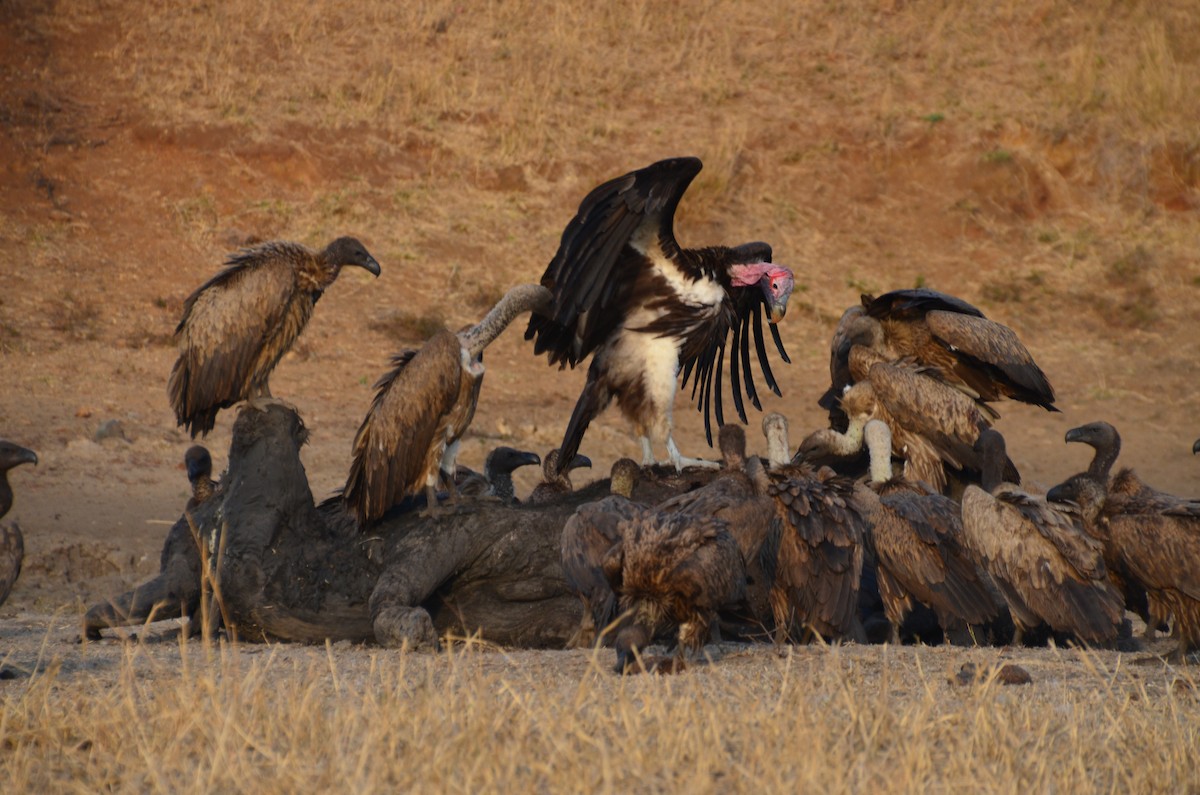 Lappet-faced Vulture - ML190018661