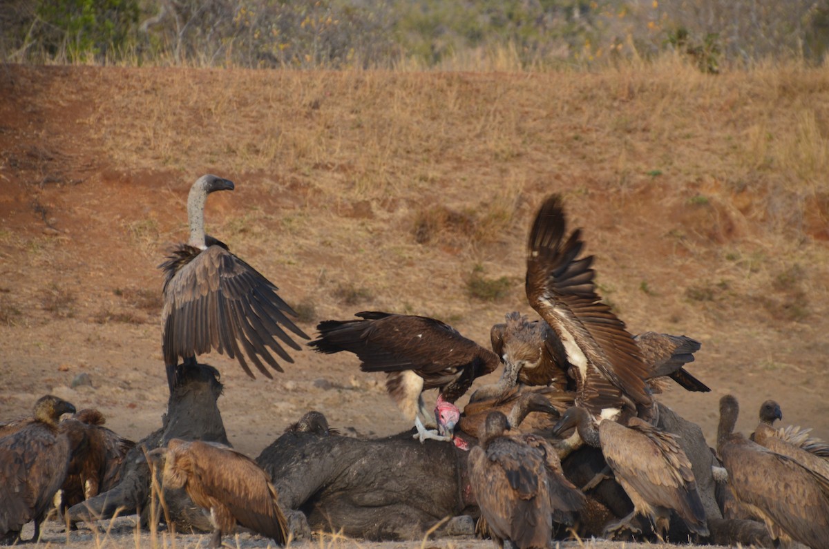 Lappet-faced Vulture - ML190018671