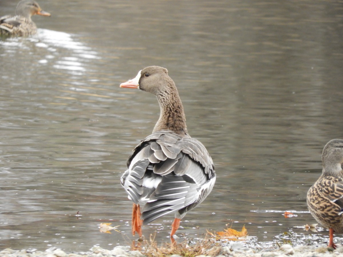 Greater White-fronted Goose - Lois Rockhill