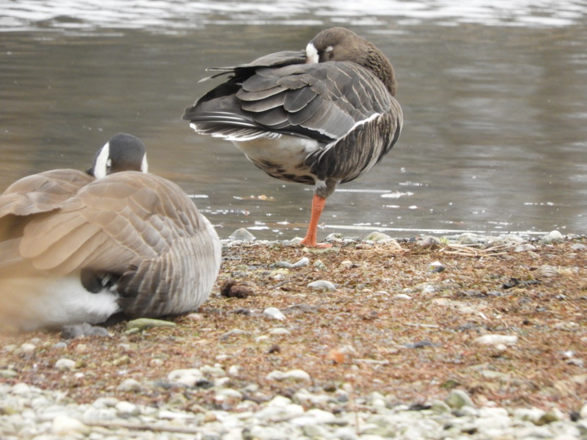 Greater White-fronted Goose - ML190020231