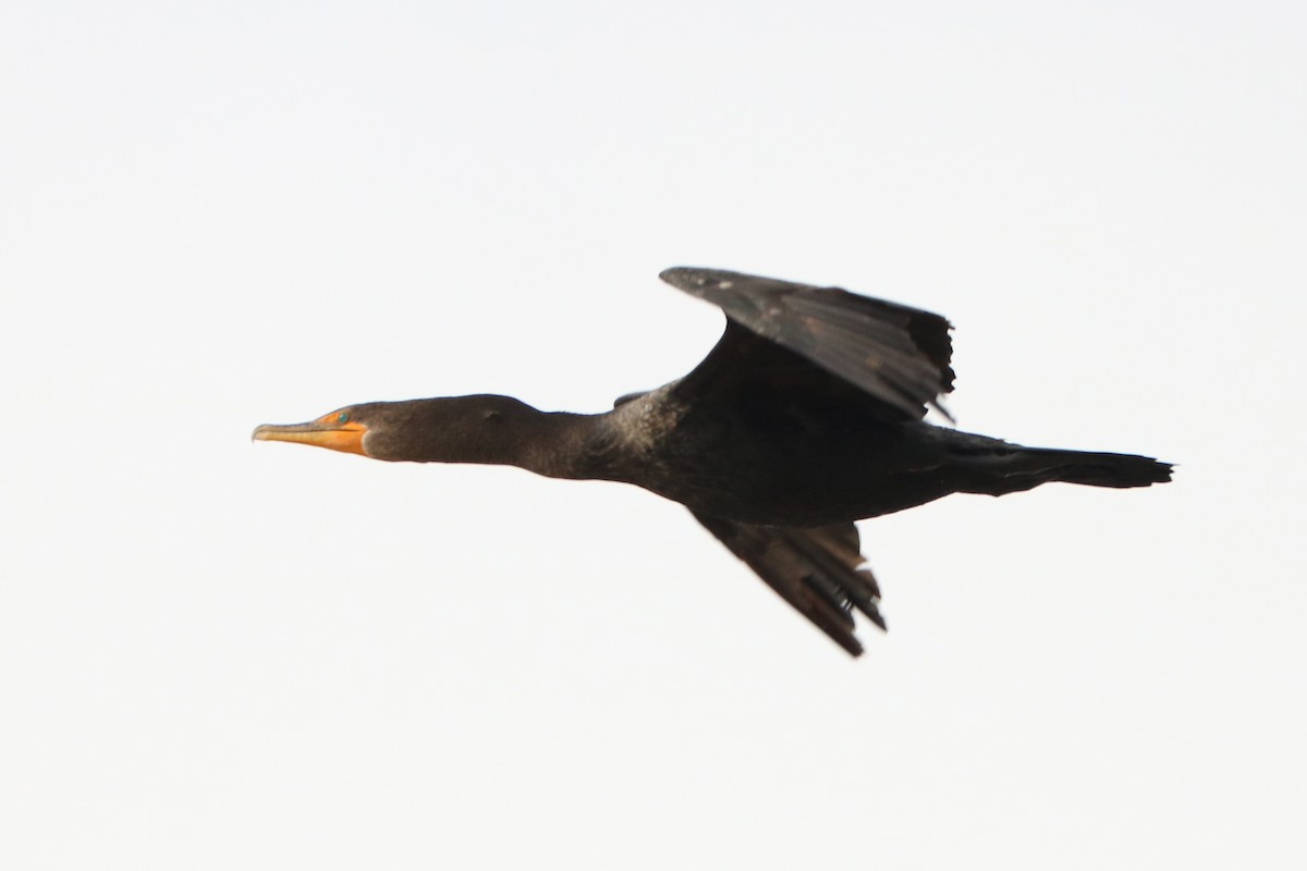 Double-crested Cormorant - Letty Roedolf Groenenboom