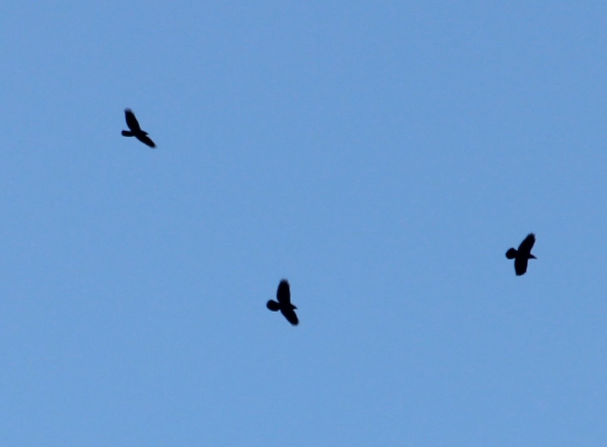 Common Raven - Burke Korol
