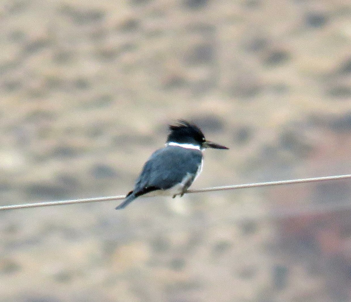 Belted Kingfisher - ML190032131