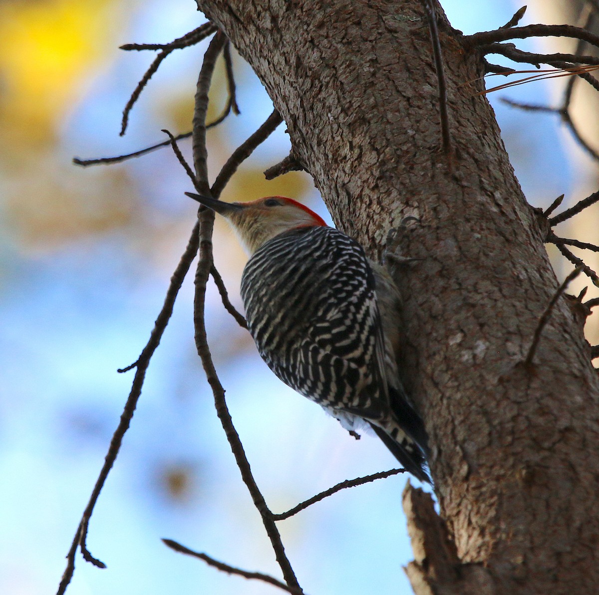 Red-bellied Woodpecker - ML190035711