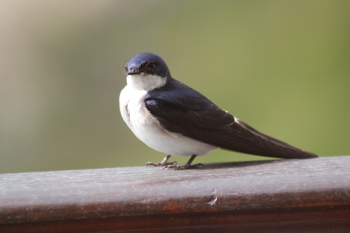 Chilean Swallow - Romina Elizabeth Galeota Lencina