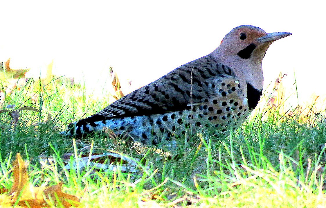 Northern Flicker (Yellow-shafted) - ML190053511
