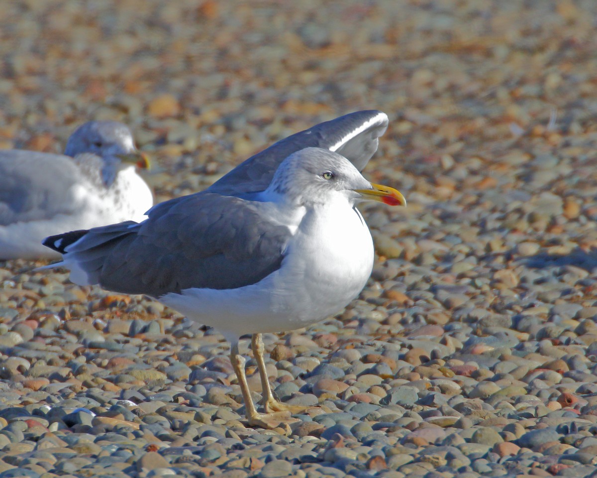 eBird Checklist 26 Nov 2019 Asotin County Regional Landfill 7 species