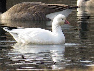 Ross's Goose, ML190060471