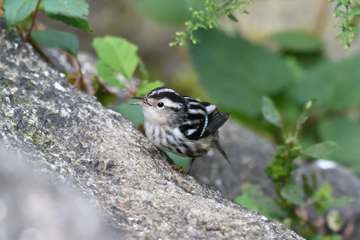 Black-and-white Warbler - ML190062281