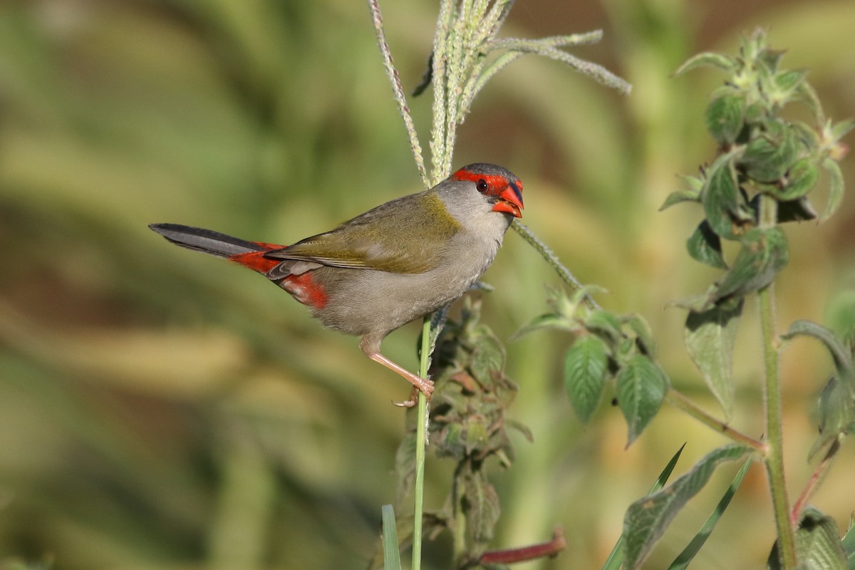 Red-browed Firetail - Stephen Murray