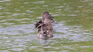 Blue-winged Teal, ML190072751
