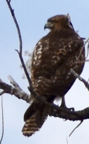 Red-tailed Hawk - ML190073171