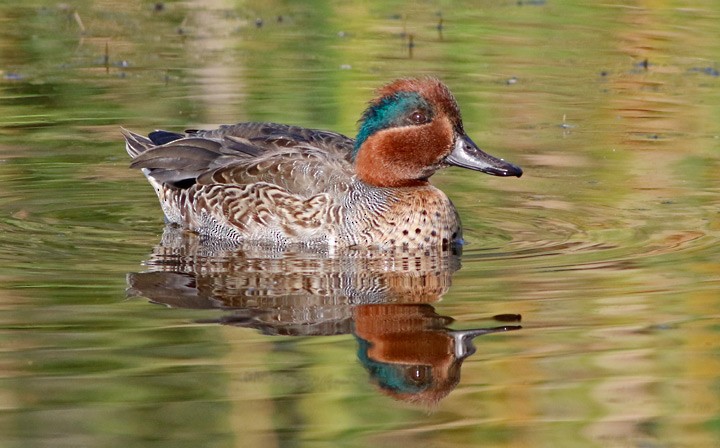 Green-winged Teal - ML190073611