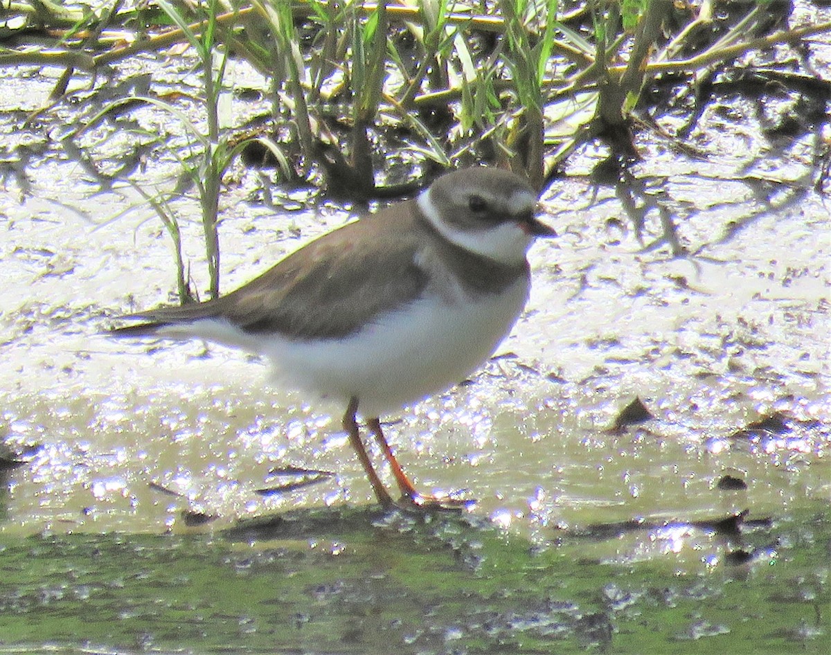 Semipalmated Plover - ML190074861