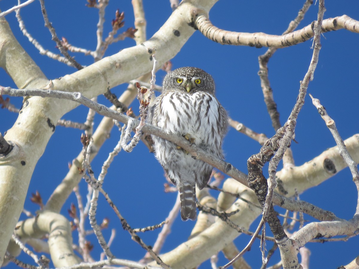 Northern Pygmy-Owl (Rocky Mts.) - ML190083591
