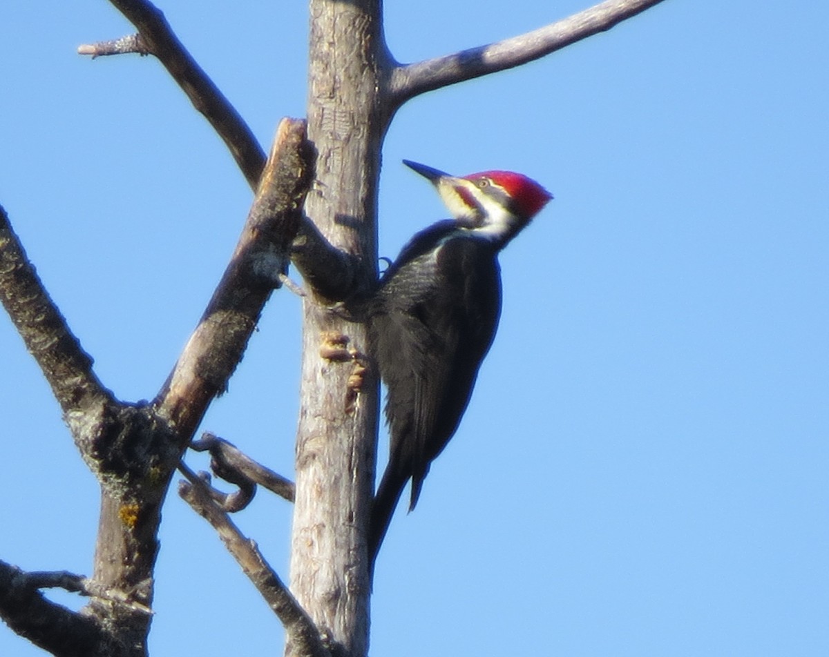 Pileated Woodpecker - ML190084121
