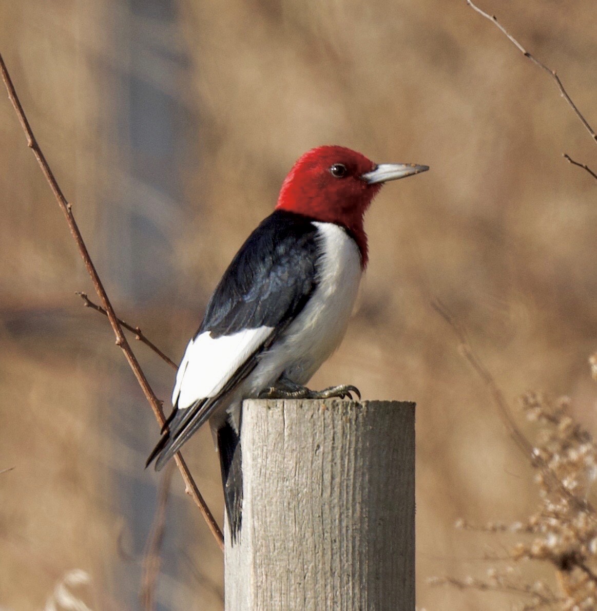 Red-headed Woodpecker - ML190086671