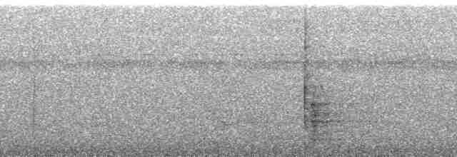 trubač bělokřídlý - ML190087