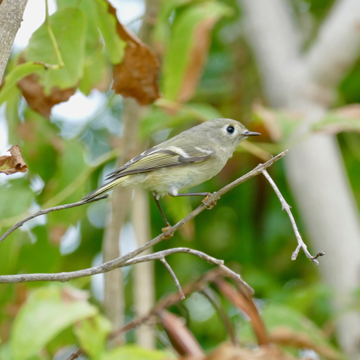 Ruby-crowned Kinglet - Don Hall