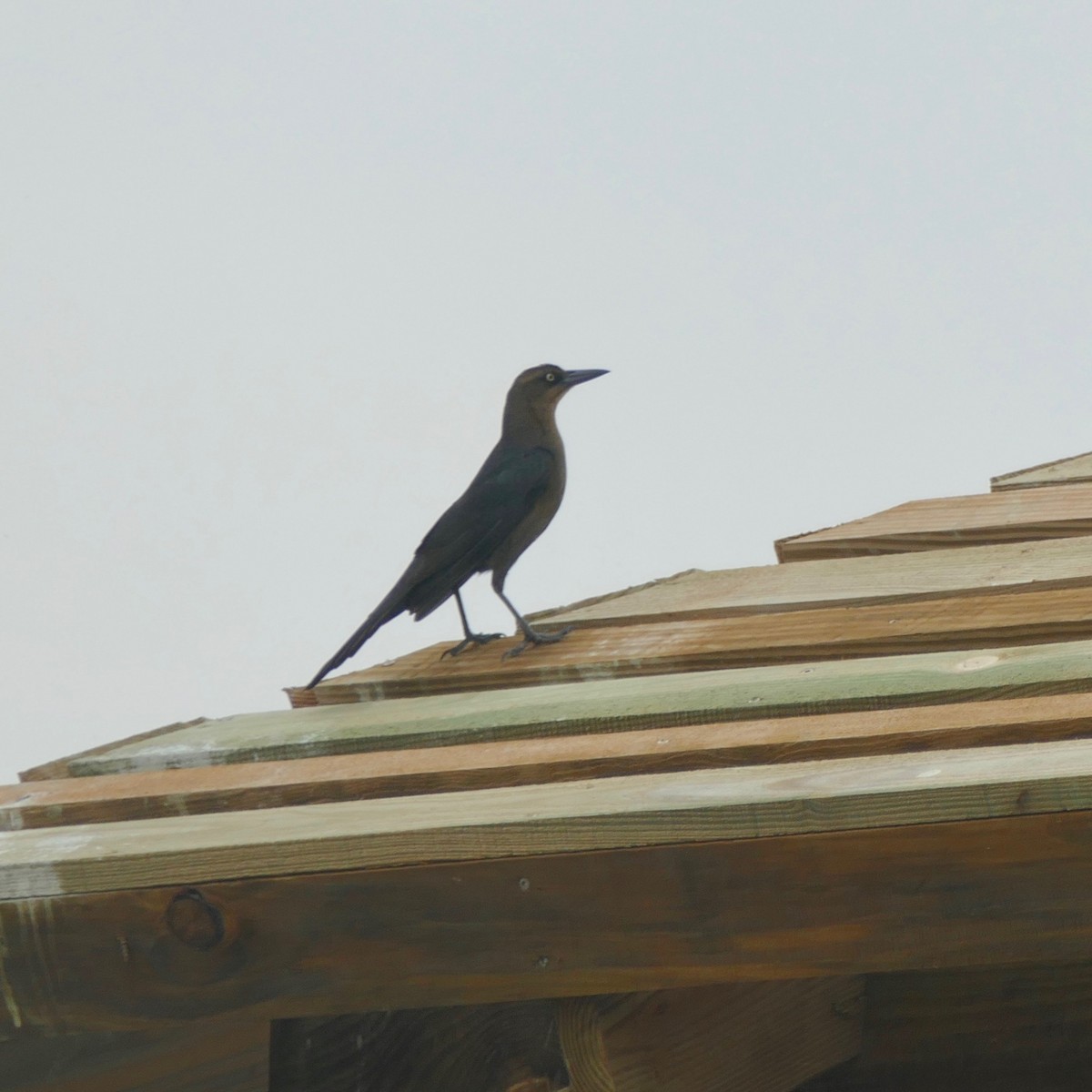 Great-tailed Grackle - ML190090131