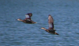 Blue-winged Teal, ML190091831