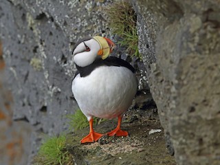 Atlantic Puffin Identification, All About Birds, Cornell Lab of