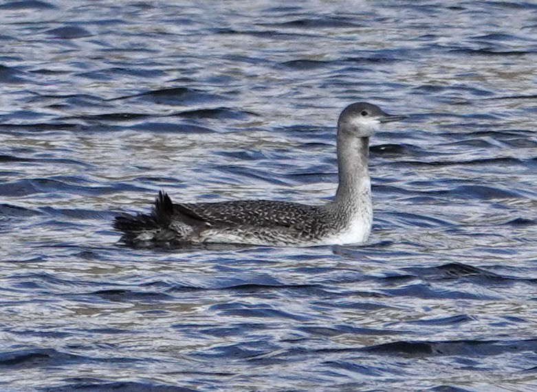 Red-throated Loon - Cathy Beck