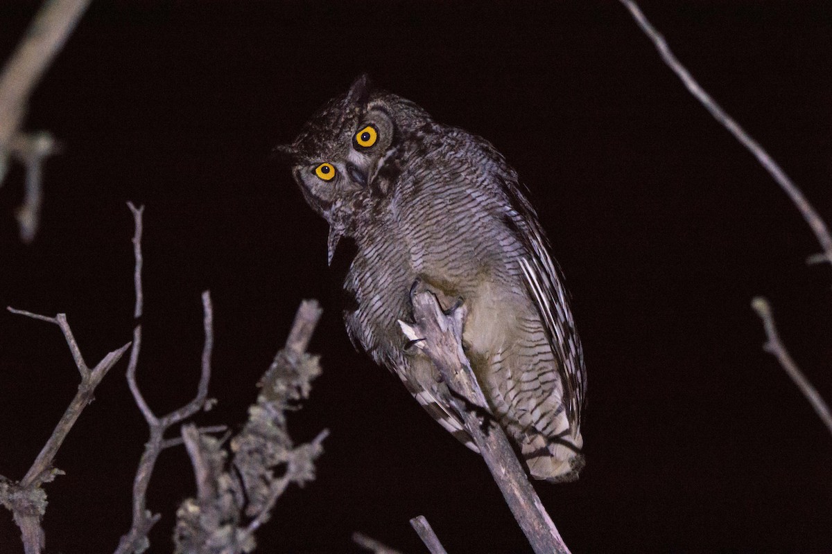 Lesser Horned Owl - ML190102391