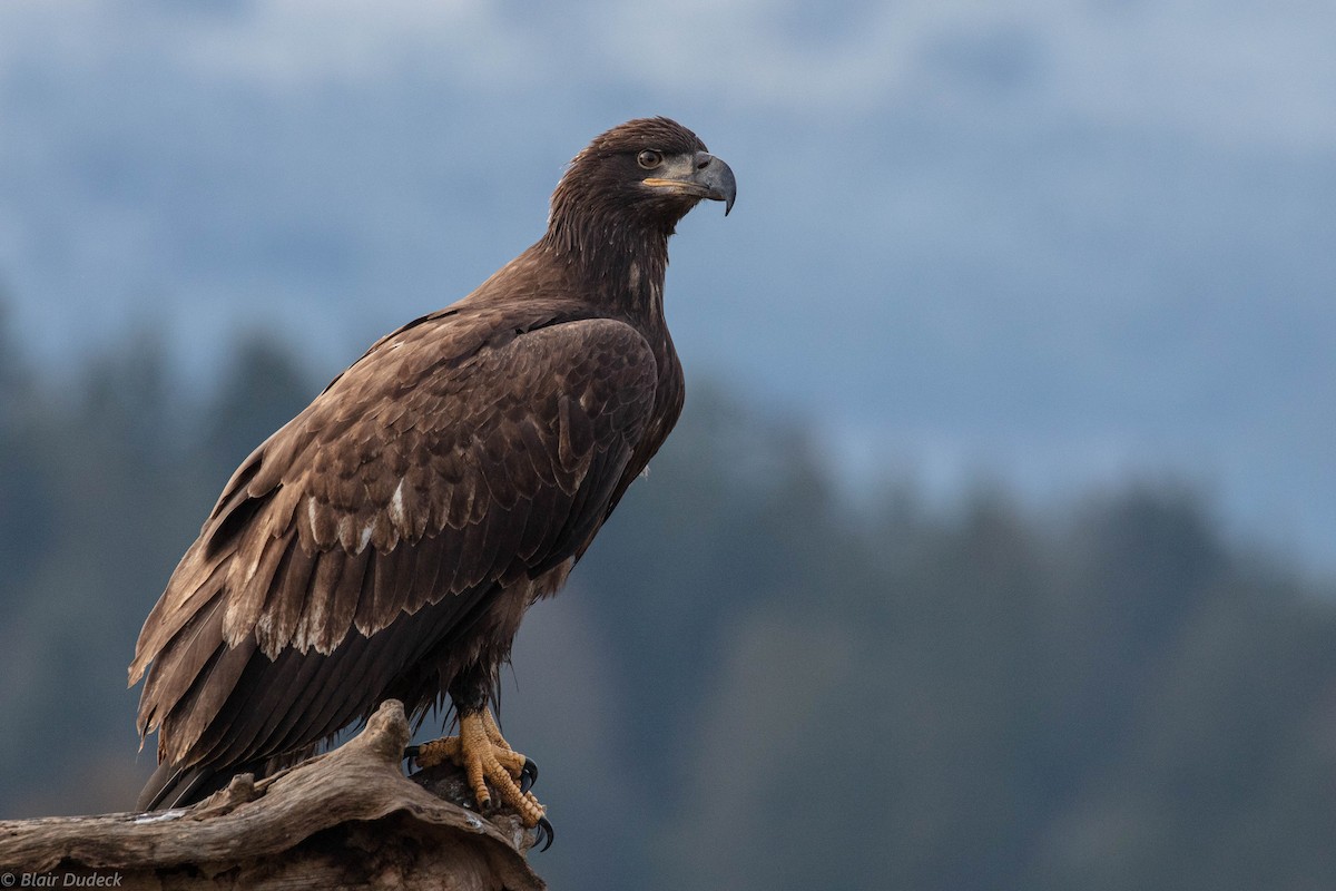 Bald Eagle - Blair Dudeck