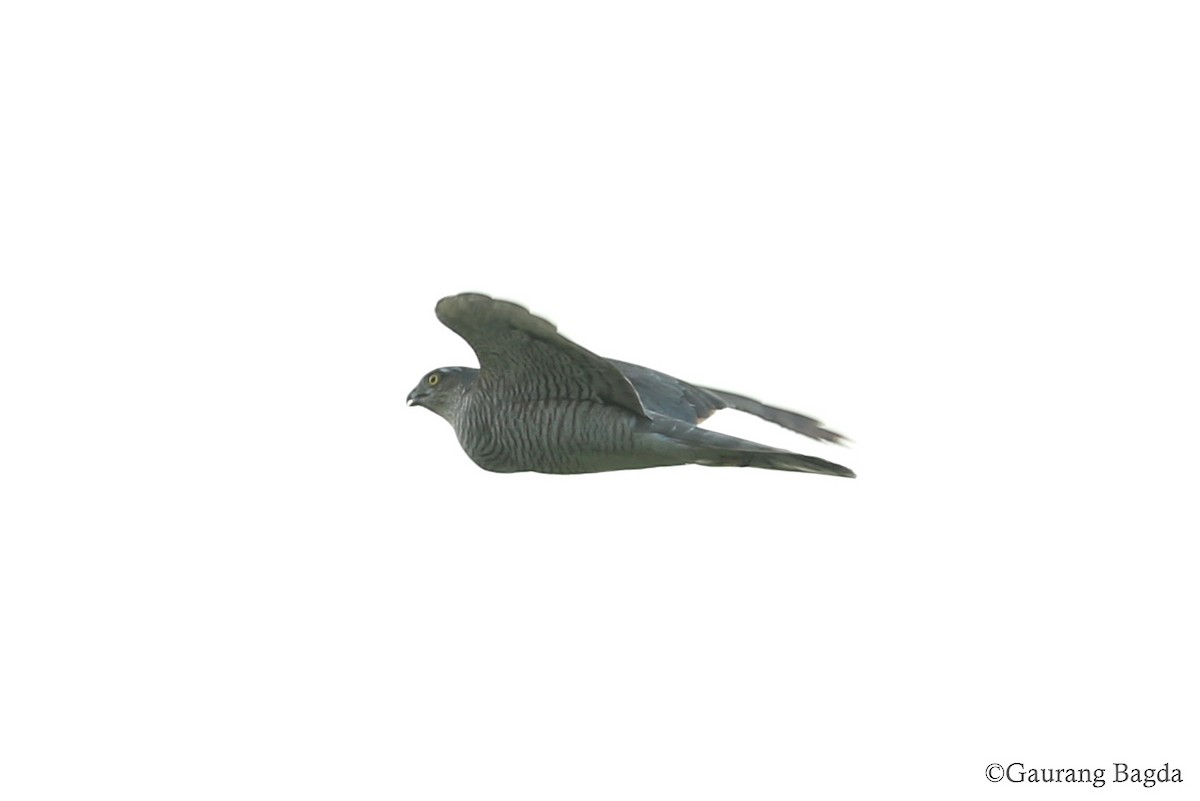 Eurasian Sparrowhawk - Gaurang Bagda