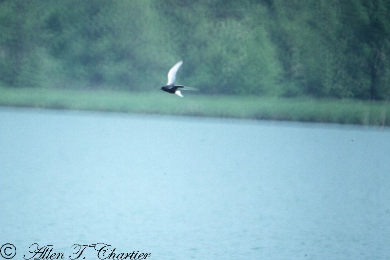 White-winged Tern - Allen Chartier