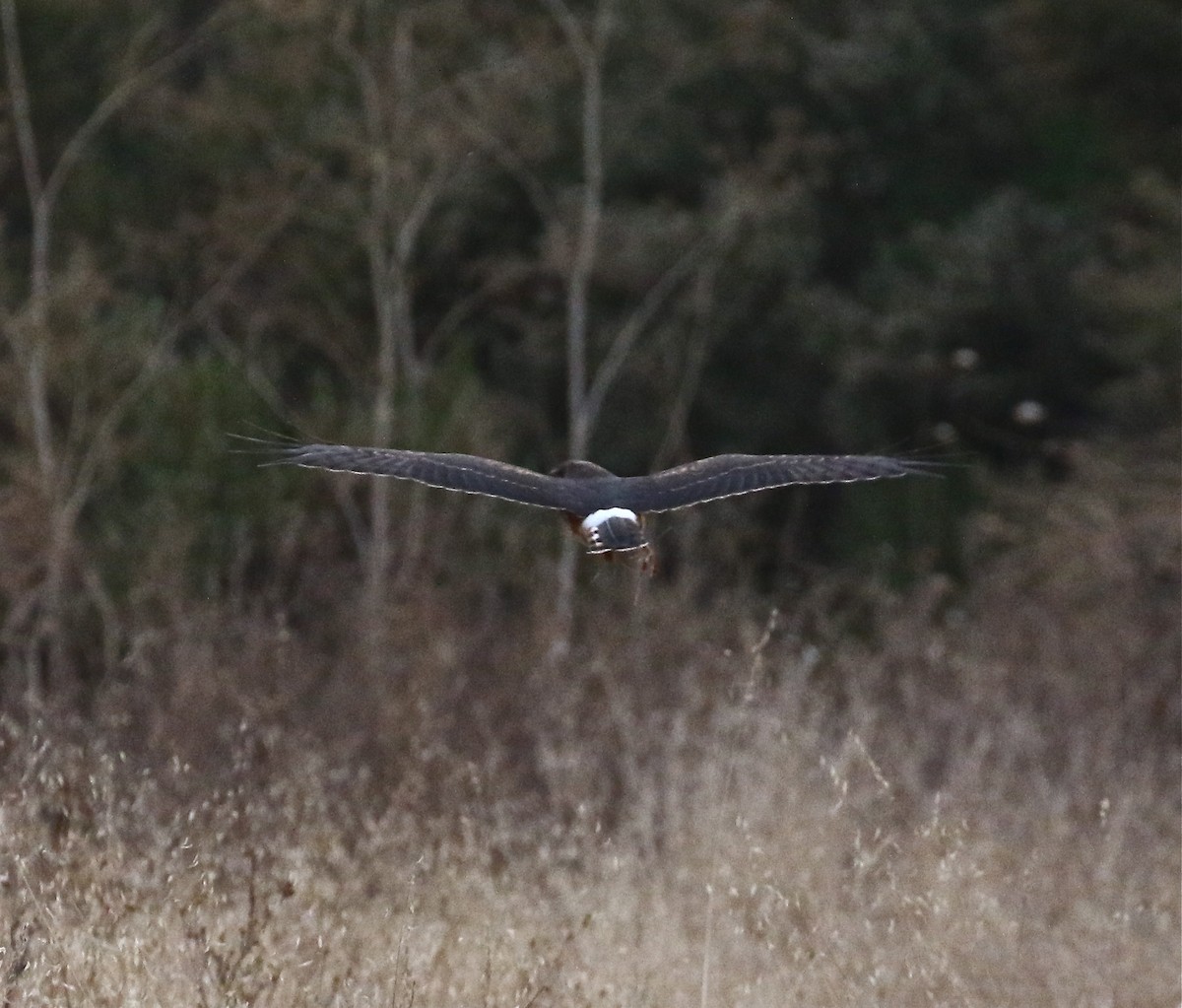 Northern Harrier - Pair of Wing-Nuts