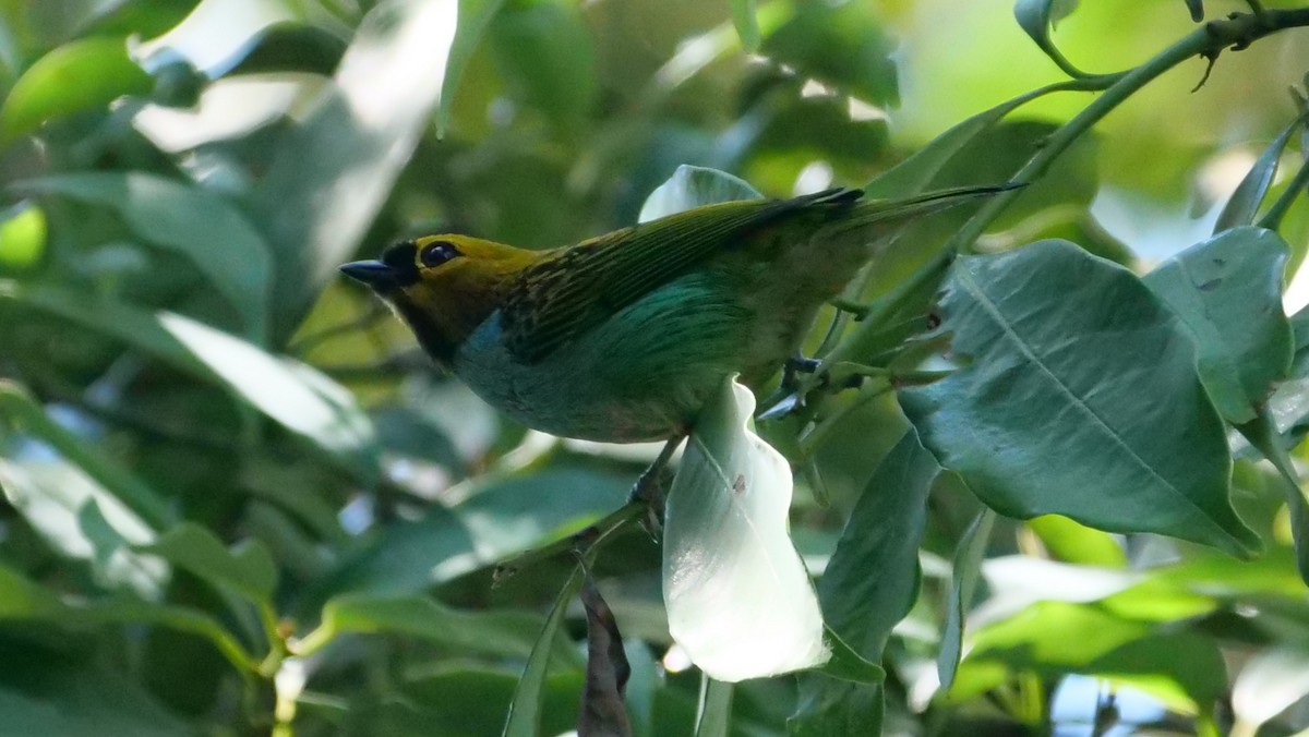 Gilt-edged Tanager - Mike Grant