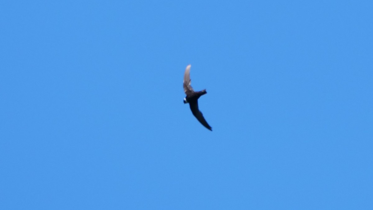 White-collared Swift - Mike Grant