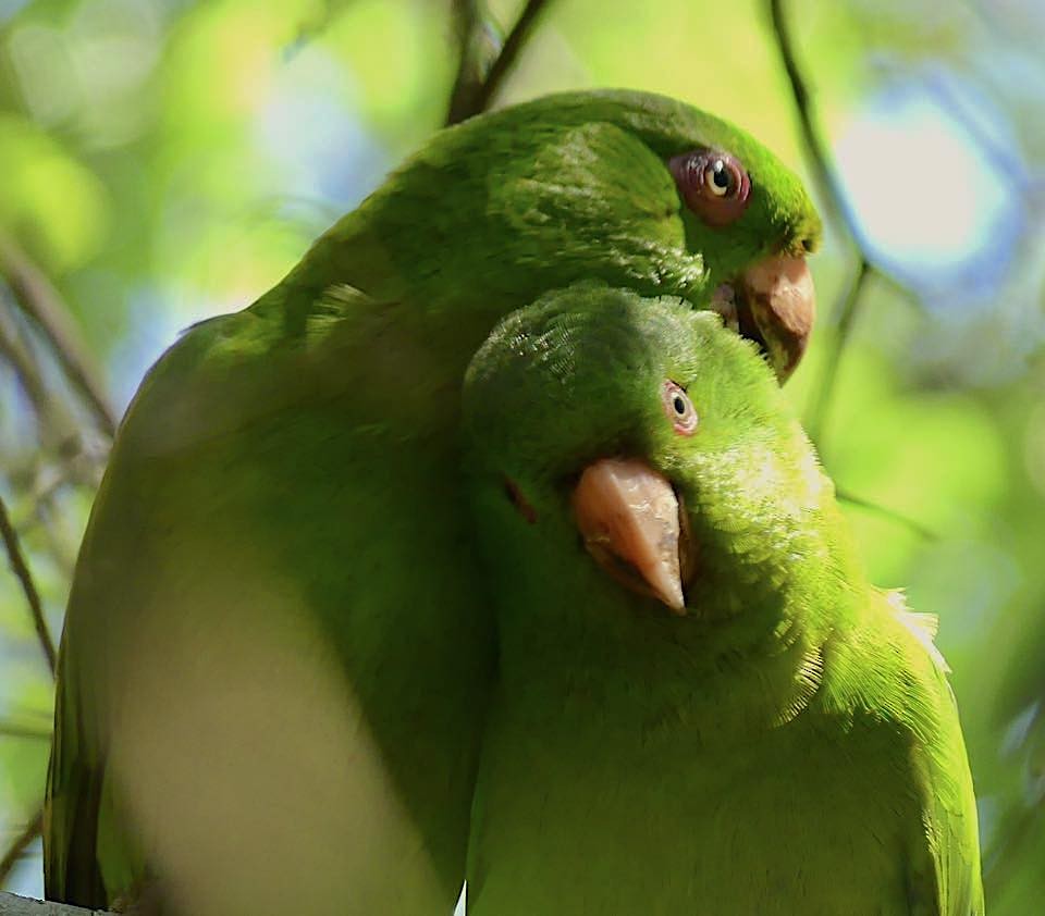 Socorro Parakeet - michael carmody