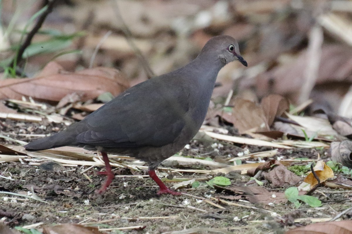 Gray-chested Dove - ML190115201